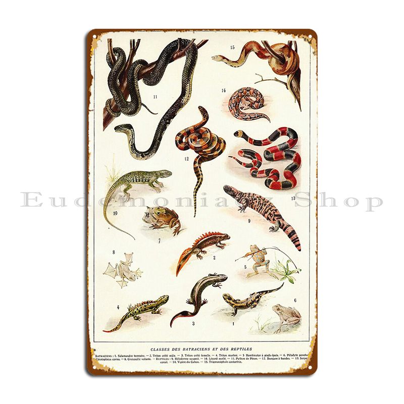 Adolphe Millot Batraciens Et R - Home Cinema Wall Design ulasan dan harga